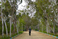 باغ گیاه شناسی تیس 
